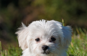 Achtung! Ab 2028 gilt diese neue EU-Regel für Hunde und Katzen: Kümmere dich jetzt darum!