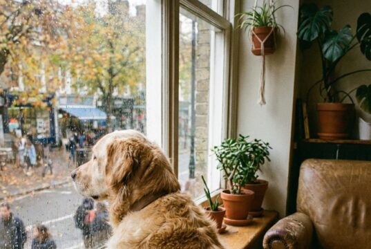 Tierarzt enthüllt: So lange kann ein Hund allein zu Hause sein