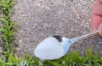Streue dieses simple Küchenmittel aufs Unkraut – und es verschwindet fast von allein!