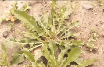 Alle greifen zur Gartenkelle gegen Unkraut – doch dieser einfache Küchentrick wirkt oft viel besser