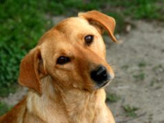 Aha! Darum legt dein Hund den Kopf schief, wenn du mit ihm sprichst