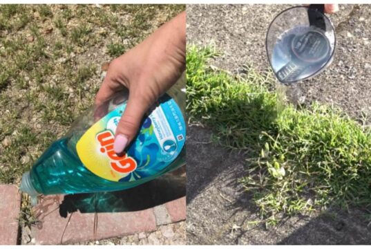 Gartenexperte enthüllt: Besiege Unkraut schnell mit diesem überraschenden Trick!