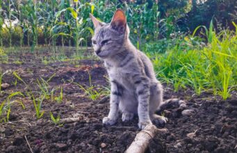 Denise wird wahnsinnig wegen all der Katzen in ihrem Garten: „Noch ein bisschen, und sie gibt den Katzen vergiftetes Futter“