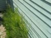 Gartenprofi verrät günstigen Trick gegen hartnäckiges Unkraut: Das hast du wahrscheinlich schon zu Hause