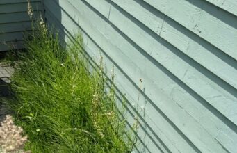 Gartenprofi verrät günstigen Trick gegen hartnäckiges Unkraut: Das hast du wahrscheinlich schon zu Hause